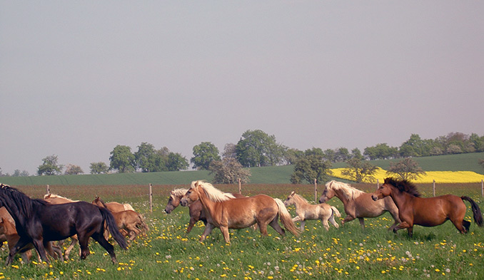 Frühlingsfest auf der Stutenmilchfarm