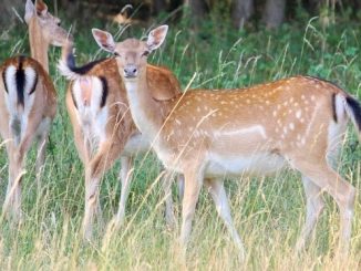 Erhebliche Jagdstörungen In Schollbrunn – Qualvolle Rehtode