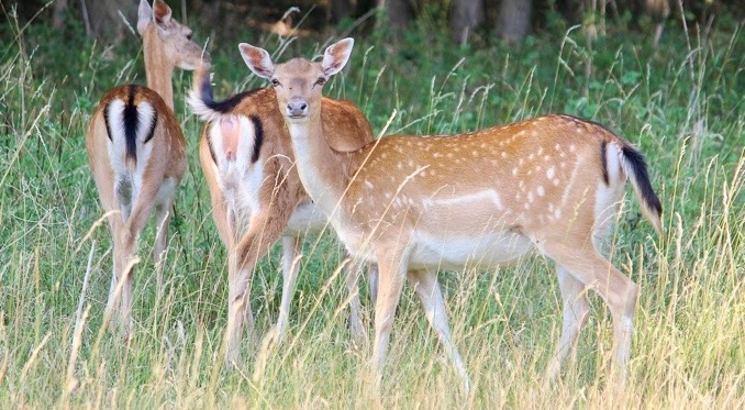 Erhebliche Jagdstörungen In Schollbrunn – Qualvolle Rehtode