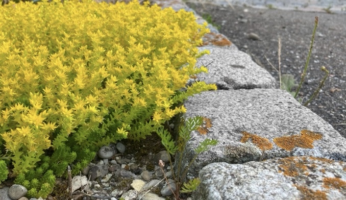 Heimische Pflanzen Statt Sterile Rasenflächen Spezialisten Auf
