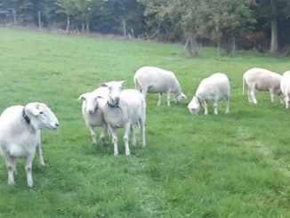 Schafe als Helfer in der Landschaftspflege