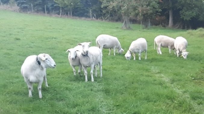 Schafe als Helfer in der Landschaftspflege