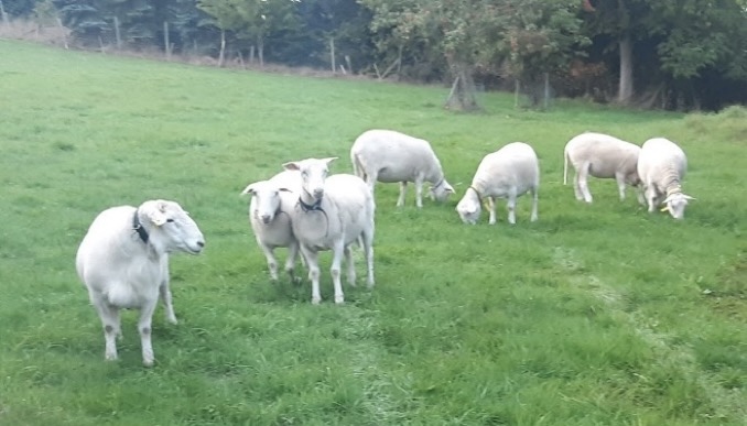 Schafe als Helfer in der Landschaftspflege