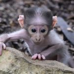 Ein junges Affenbaby blickt neugierig direkt in die Kamera.